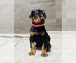 Puppy Pink Collar Doberman Pinscher