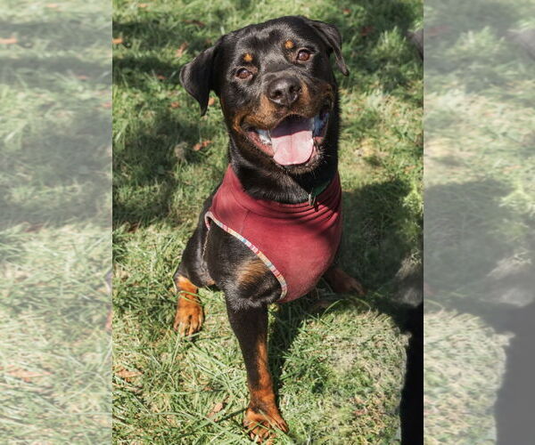 Medium Photo #3 Rottweiler Puppy For Sale in Mooresville, NC, USA
