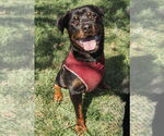 Small #2 Rottweiler
