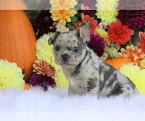 French Bulldog Puppy for sale in FREDERICKSBG, OH, USA
