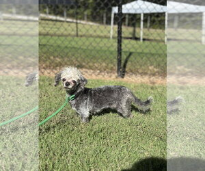 Lil Dolly Sep 26 - Female Mutt Dog for Adoption - Photo #3