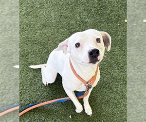American Staffordshire Terrier-Unknown Mix Dogs for adoption in Tavares, FL, USA