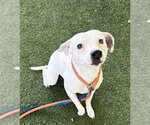 Small American Staffordshire Terrier Mix