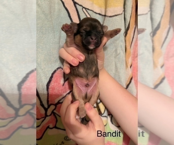 Medium Photo #6 Shih Apso Puppy For Sale in SCOTTSDALE, AZ, USA