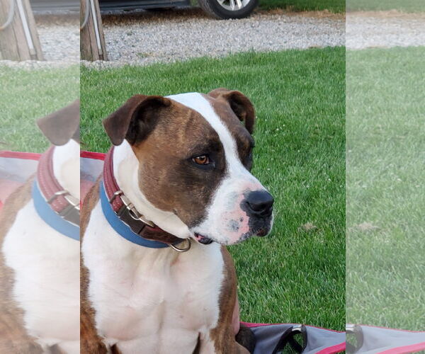 Medium Photo #17 American Pit Bull Terrier-Unknown Mix Puppy For Sale in Germantown, OH, USA