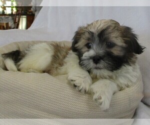 Zuchon Puppy for Sale in THORP, Wisconsin USA