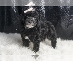 Small #5 Poodle (Miniature)