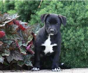 Labrador Retriever-Unknown Mix Puppy for sale in FREDERICKSBG, OH, USA