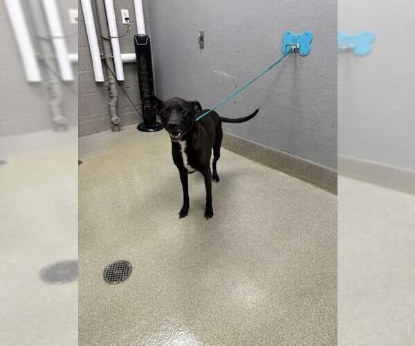 Medium Photo #1 Labrador Retriever-Unknown Mix Puppy For Sale in Las Vegas, NV, USA