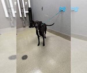 Labrador Retriever-Unknown Mix Dogs for adoption in Las Vegas, NV, USA