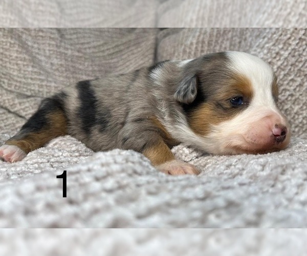 Medium Photo #2 Australian Shepherd Puppy For Sale in TONASKET, WA, USA