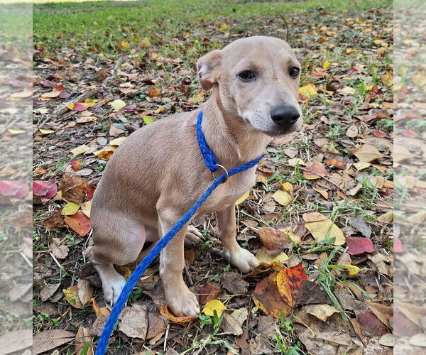 Medium Photo #1 Chiweenie Puppy For Sale in Missouri City, TX, USA