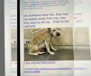 American Pit Bull Terrier-Unknown Mix Dogs for adoption in Woodland Hills, CA, USA