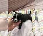 Puppy Princess American Bully-French Bulldog Mix