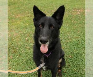 German Shepherd Dog Dogs for adoption in Camarillo, CA, USA