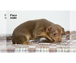 Small #5 Chihuahua