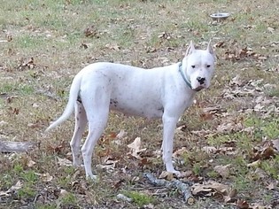 Mother of the Dogo Argentino puppies born on 11/19/2018