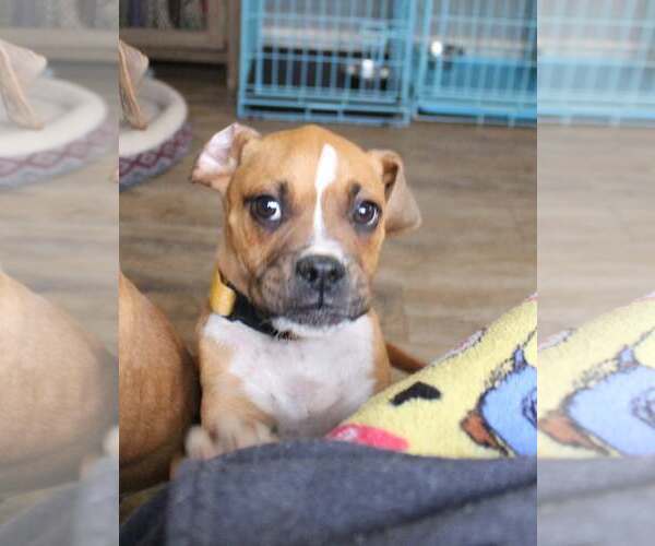 Medium Photo #8 Boxer Puppy For Sale in Burnsville, MN, USA