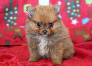 Pomeranian Puppy for sale in MOUNT JOY, PA, USA