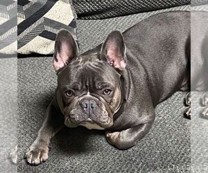 Father of the French Bulldog puppies born on 06/17/2025