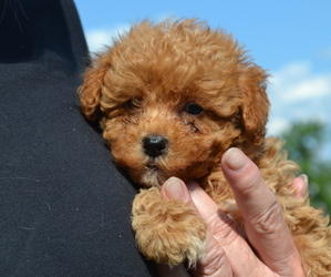 Poodle (Toy) Puppy for sale in NILES, MI, USA
