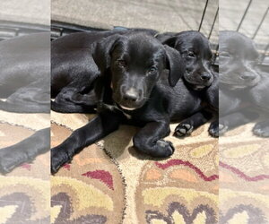 Labrador Retriever-Unknown Mix Dogs for adoption in San Diego, CA, USA