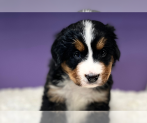 Bernese Mountain Dog Puppy for sale in DUNDEE, OH, USA