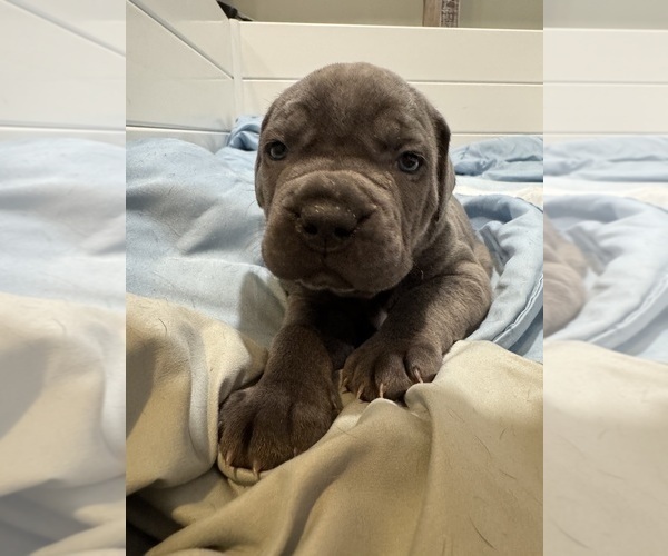 Medium Photo #14 Cane Corso Puppy For Sale in COLONIAL HEIGHTS, VA, USA