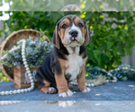 Puppy Lenny Beabull