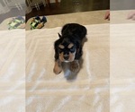 Small Photo #20 Cavalier King Charles Spaniel Puppy For Sale in BENTONVILLE, AR, USA