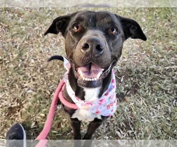 Medium Photo #2 American Pit Bull Terrier-Labrador Retriever Mix Puppy For Sale in Chandler, AZ, USA