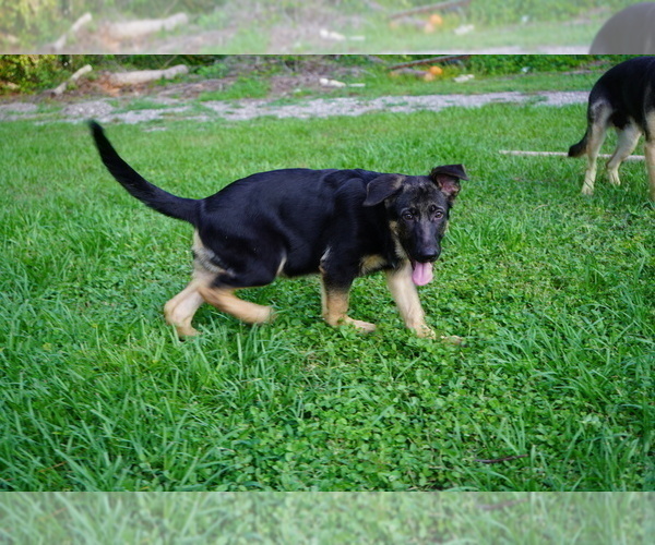 Medium Photo #3 German Shepherd Dog Puppy For Sale in SPRING HILL, FL, USA