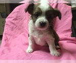 Small Photo #5 Chihuahua-Chorkie Mix Puppy For Sale in BATTLE CREEK, MI, USA