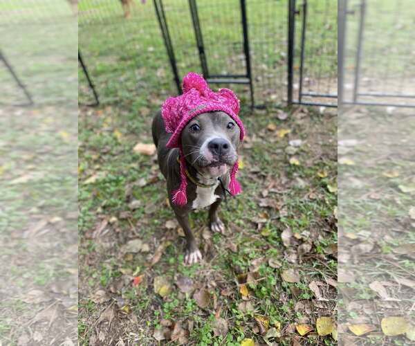 Medium Photo #24 Mutt Puppy For Sale in Mount Laurel, NJ, USA