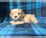 Small #2 Cavapoo