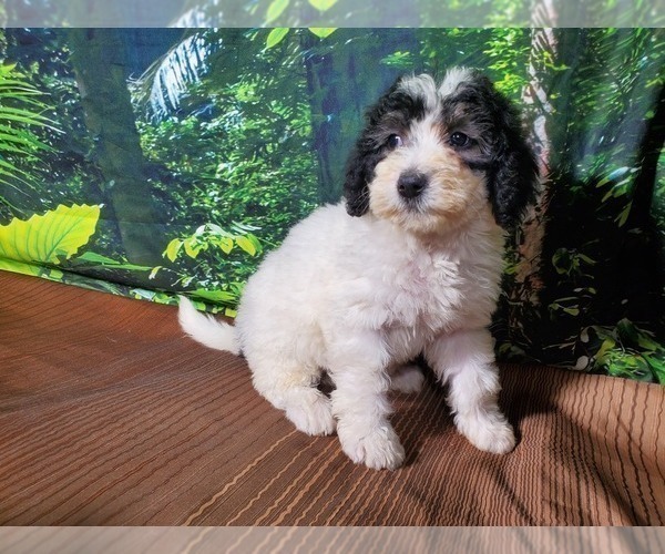 Medium Photo #7 Bernedoodle (Miniature) Puppy For Sale in COLORADO SPRINGS, CO, USA