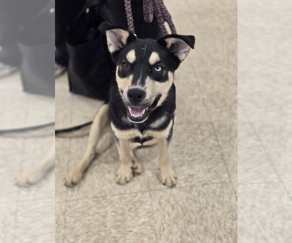 Medium Photo #1 Australian Shepherd-Unknown Mix Puppy For Sale in Minneapolis, MN, USA