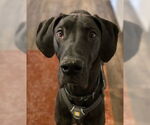 Small Great Dane