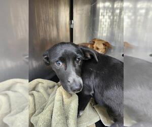 Chihuahua Dogs for adoption in San Antonio, TX, USA