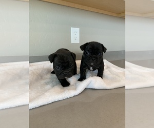 French Bulldog Puppy for sale in LAS VEGAS, NV, USA