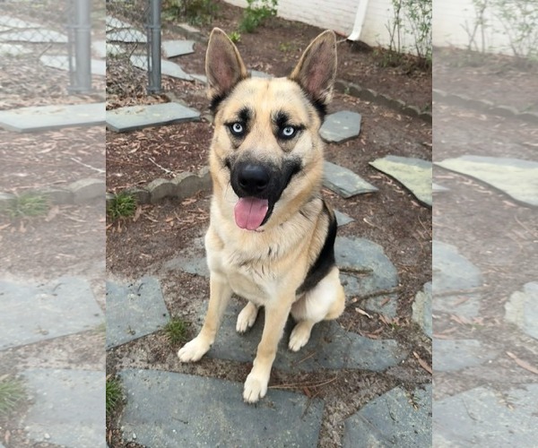 Medium Photo #1 Gerberian Shepsky Puppy For Sale in Holly Springs, NC, USA