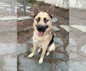 Gerberian Shepsky Dogs for adoption in Holly Springs, NC, USA