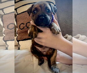Boxer-Unknown Mix Dogs for adoption in Dumont, NJ, USA