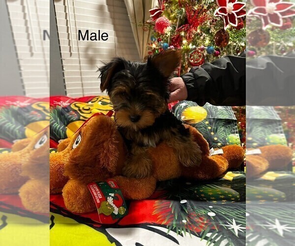 Medium Photo #4 Yorkshire Terrier Puppy For Sale in MERCED, CA, USA