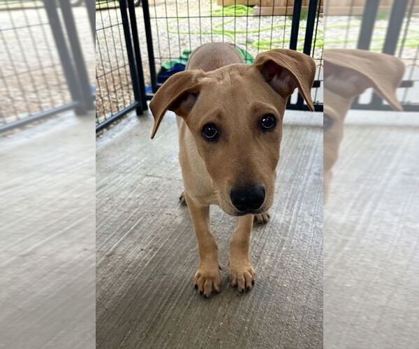Medium Photo #4 Labrador Retriever-Unknown Mix Puppy For Sale in Oak Bluffs, MA, USA