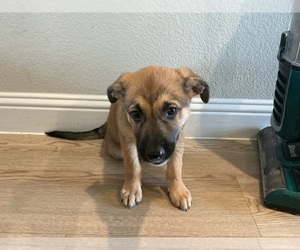 German Shepherd Dog Puppy for sale in DALLAS, TX, USA