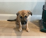 Image preview for Ad Listing. Nickname: Shepard Pups