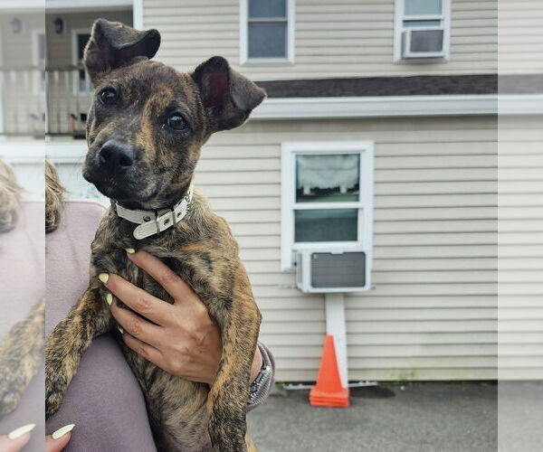 Medium Photo #25 Mutt Puppy For Sale in Brewster, NY, USA