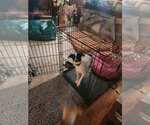 Small #3 Jack Russell Terrier Mix