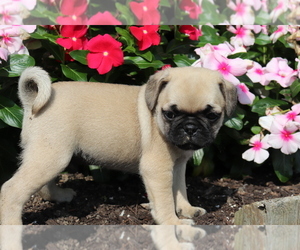 Jug-Pug Mix Puppy for sale in SHILOH, OH, USA